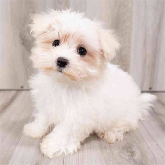 Maltese Puppy for sale Pet Zone Albany