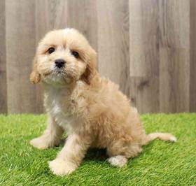 Cavapoo