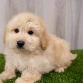 Mini Labradoodle