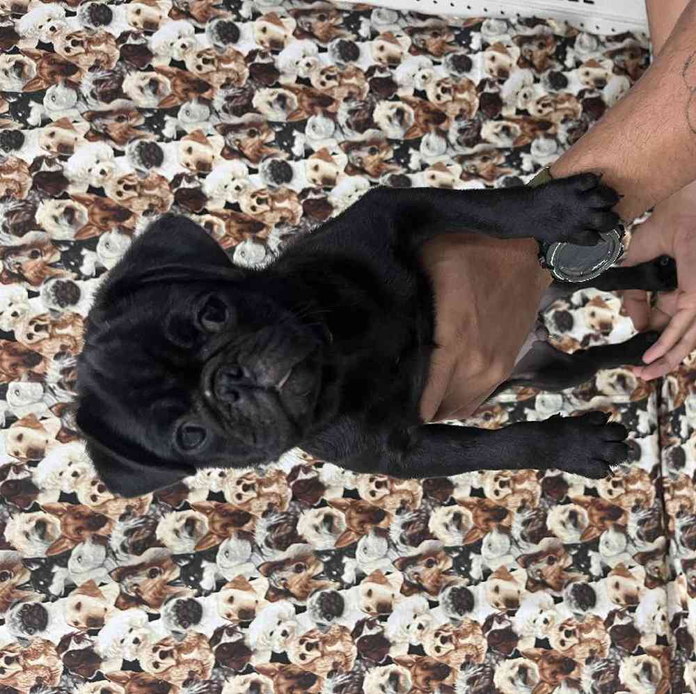Male Pug Puppy for Sale in Queensbury, NY