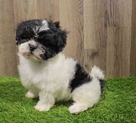 Shih Tzu