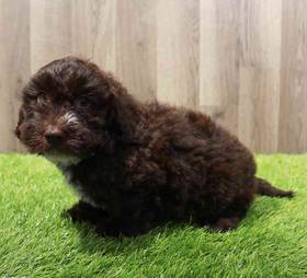 Goldendoodle Mini 2nd Gen