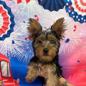 Silky Terrier