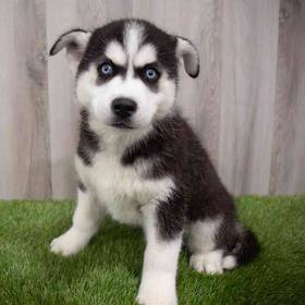 Siberian Husky