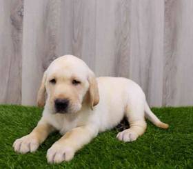 Labrador Retriever