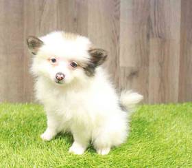 Pomeranian