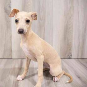 Italian Greyhound