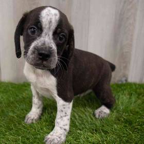 Boglen Terrier