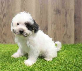 Shorkie