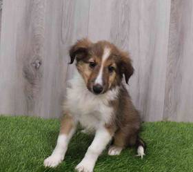 Sheltie