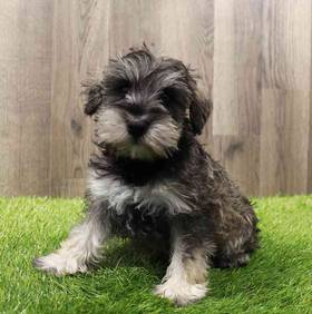 Mini Schnauzer