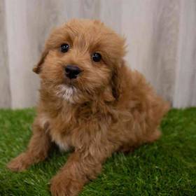 Goldendoodle Mini 2nd Gen