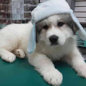 Great Pyrenees