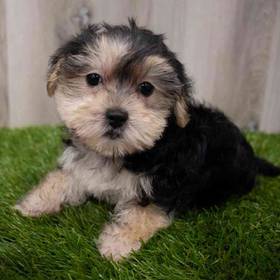 Morkie