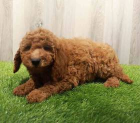 Mini Goldendoodle