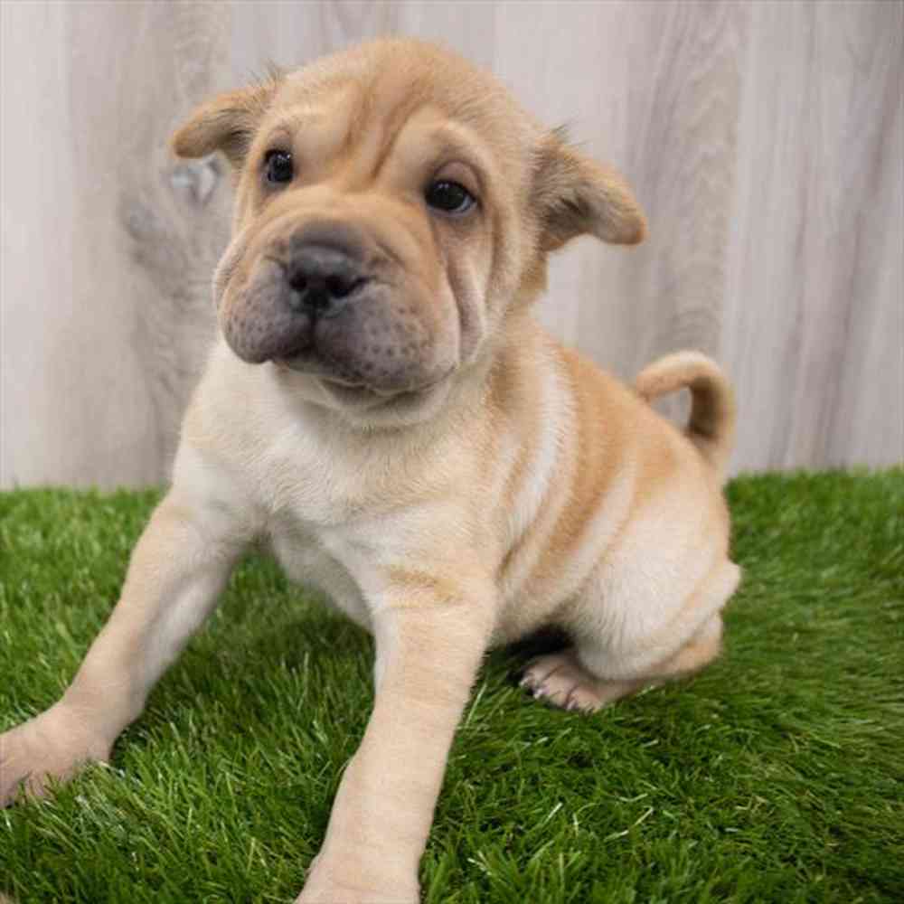 Ori Pei Puppies for sale