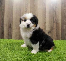 Miniature Australian Shepherd