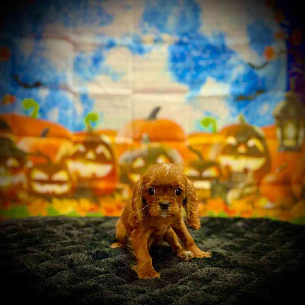 Male Cavalier King Charles Spaniel Puppy for Sale in Watertown, NY