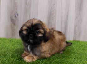 Shih Tzu