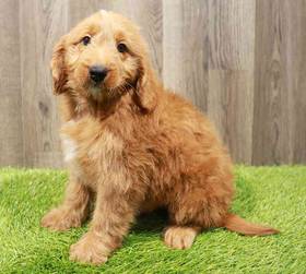 Mini Goldendoodle