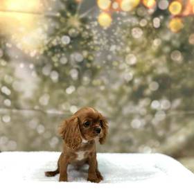 Cavalier King Charles Spaniel