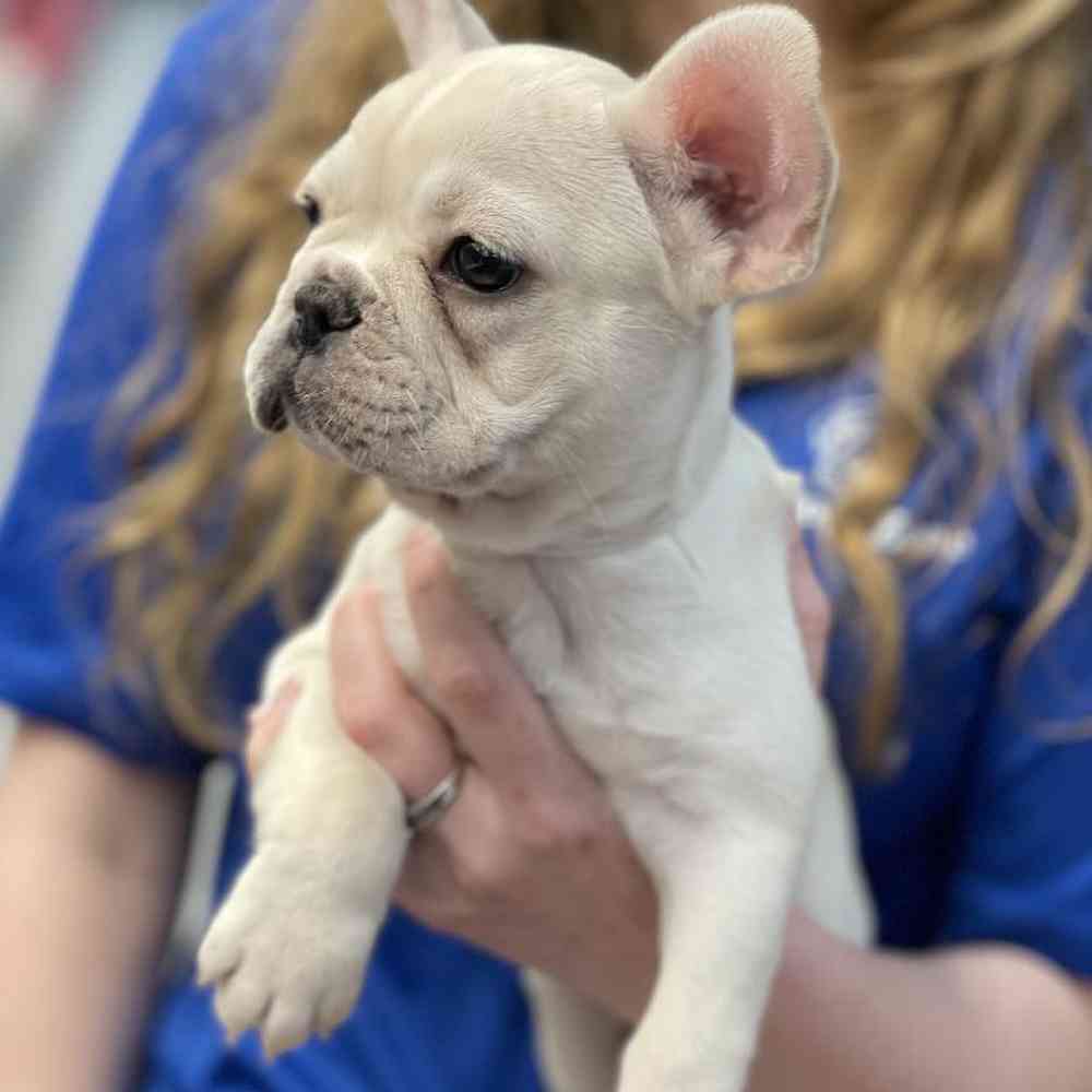 Female French Bulldog Puppy for sale