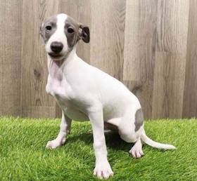 Italian Greyhound