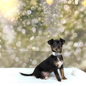 Chihuahua