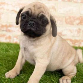 Pug