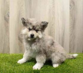 Pomsky