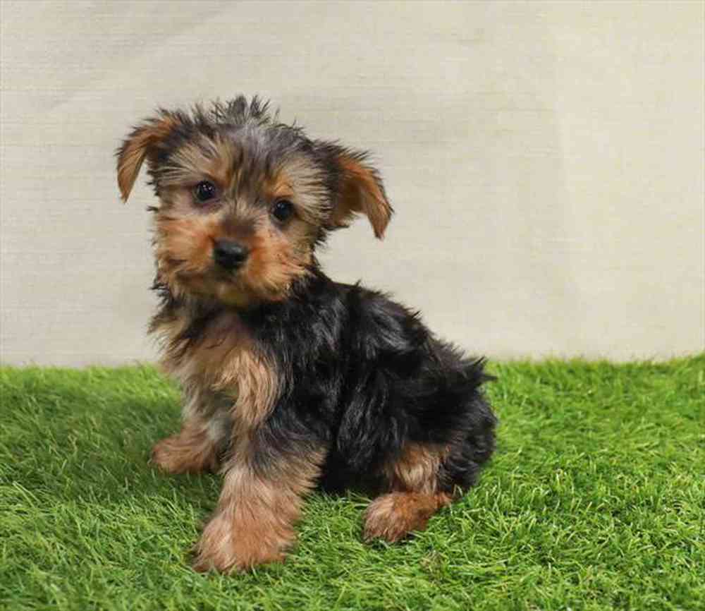 Yorkie