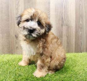 Mini Whoodle