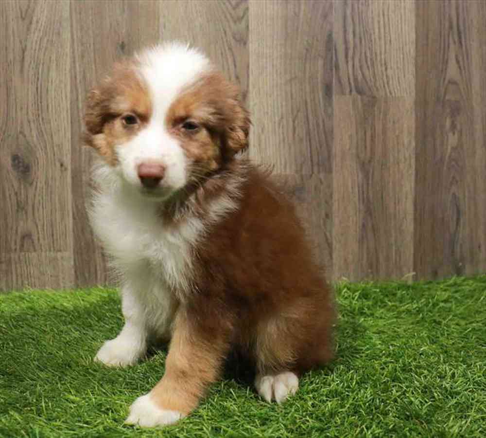 Toy Australian Shepherd Puppy for sale Pet Zone Queensbury