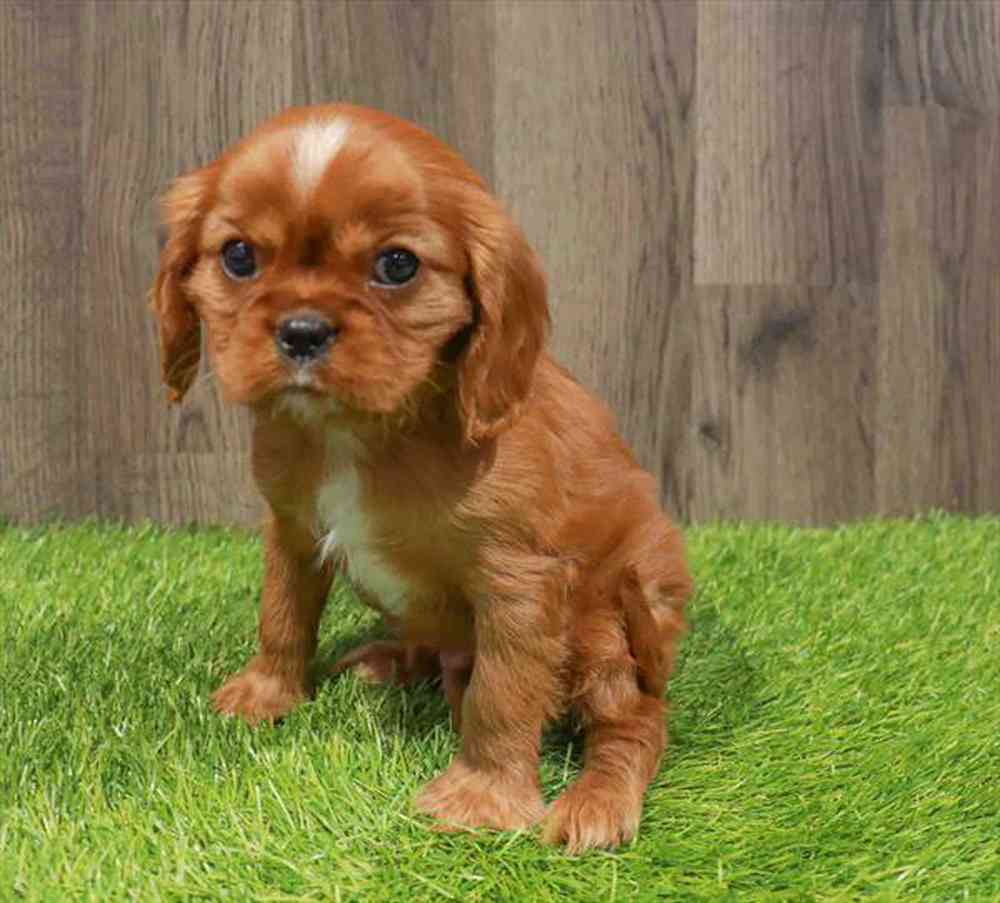 Cavalier King Charles Spaniel Puppy for sale Pet Zone Poughkeepsie
