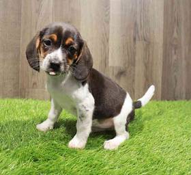 Beagle