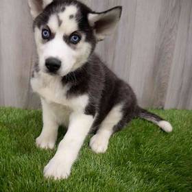 Siberian Husky