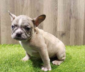 French Bulldog