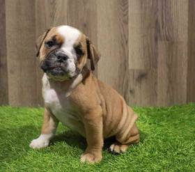 Bulldog
