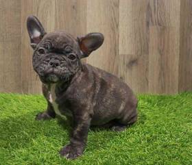 French Bulldog