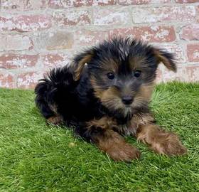 Yorkie