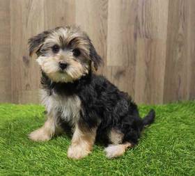 Morkie