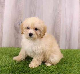 Poodle