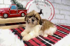 Lhasa Apso