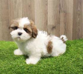 Lhasa Apso-Shih Tzu