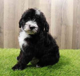 Mini Sheepadoodle
