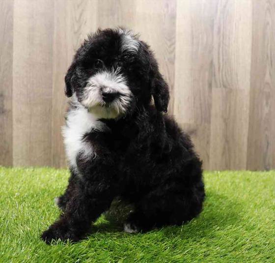 Mini Sheepadoodle Puppy for sale Pet Zone Poughkeepsie