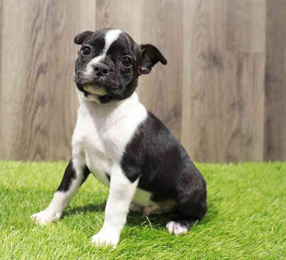 Boston Terrier Puppy for sale Pet Zone Albany
