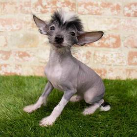 Chinese Crested
