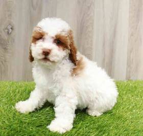 Cockapoo