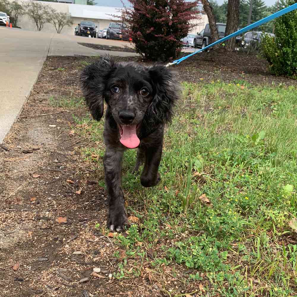 Cocker Spaniel Puppy for sale Pet Zone Queensbury